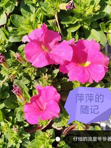 我在长白山当猎户