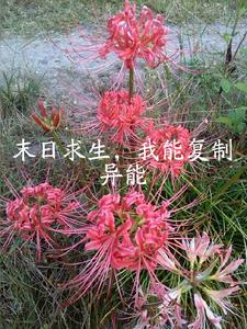 快穿：龙套也要做女主